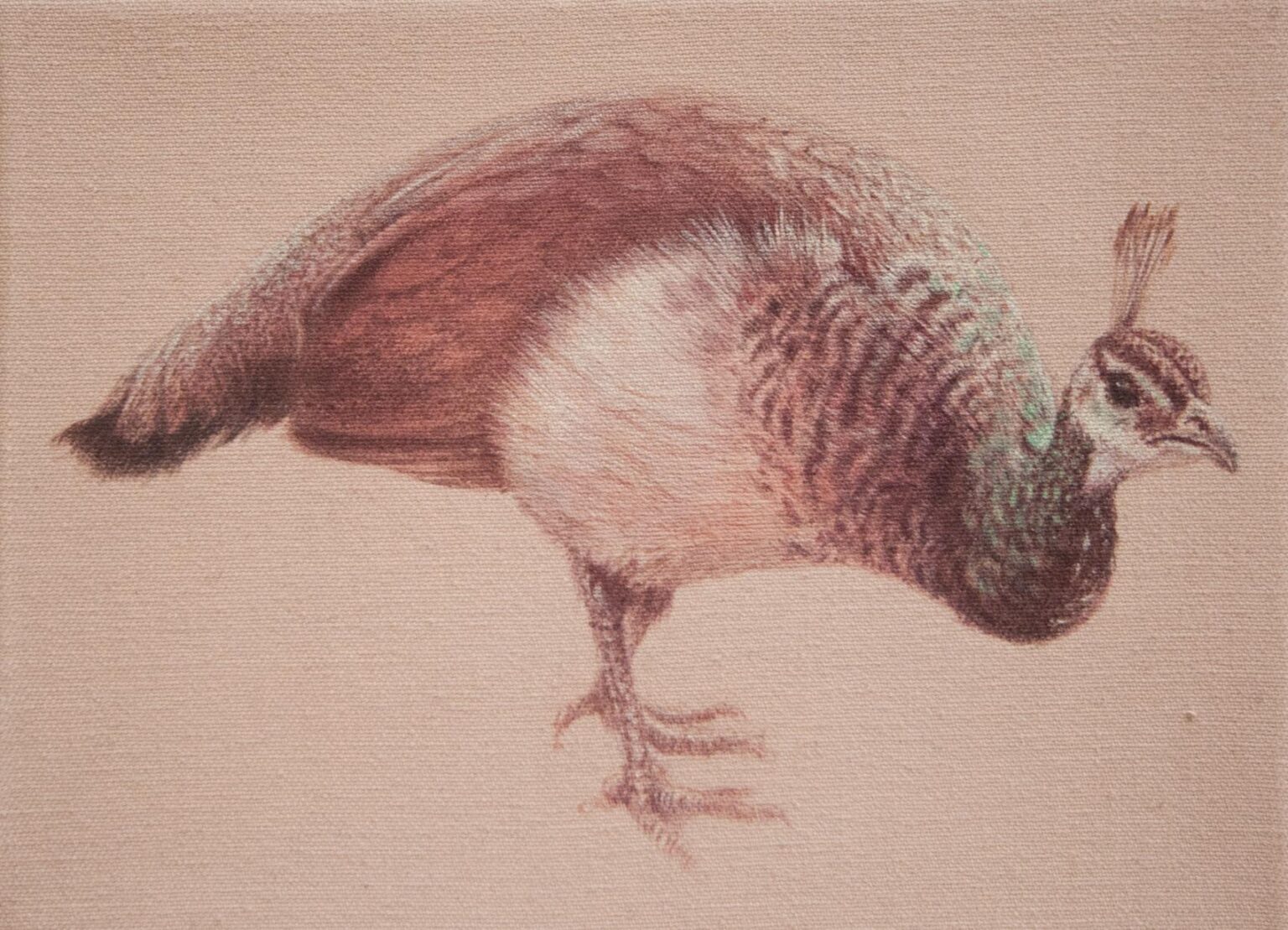 ohne Titel (Pfau) - ALFREDO BARSUGLIA 