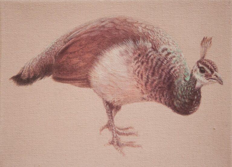 ohne Titel (Pfau) - ALFREDO BARSUGLIA 