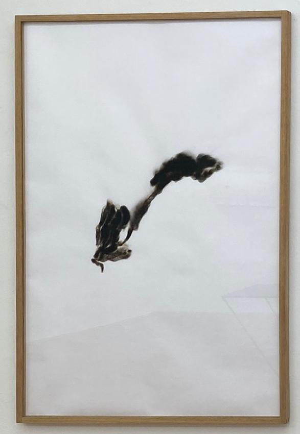 Orchidee, Orchidacea - ANITA FUCHS 