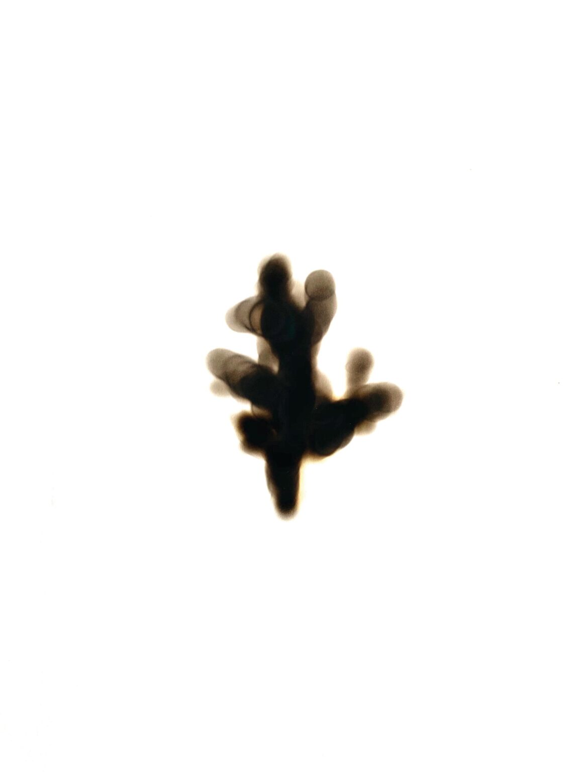 Chriyptography, Plant Archive - ANITA FUCHS 