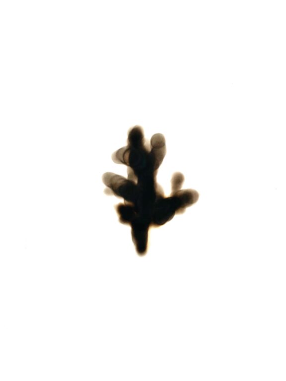 Chriyptography, Plant Archive - ANITA FUCHS 