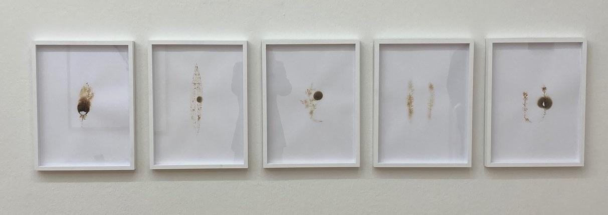 Farn Polypodiopsida MEX - ANITA FUCHS 