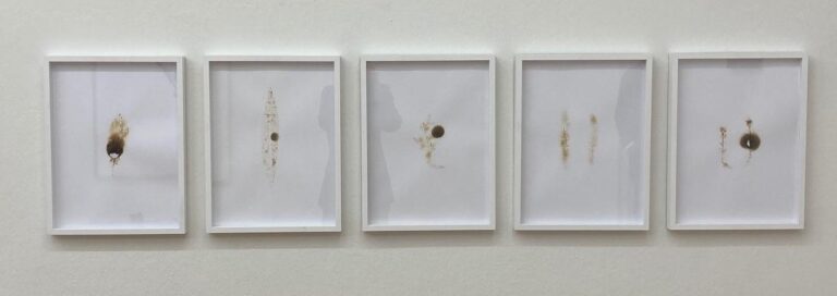 Farn Polypodiopsida MEX - ANITA FUCHS 