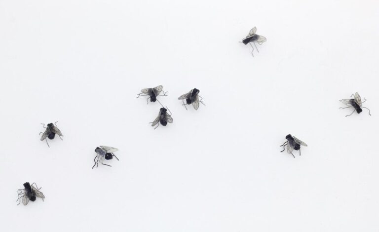 Decartes´ Fly - JEANNE SILVERTHORNE 