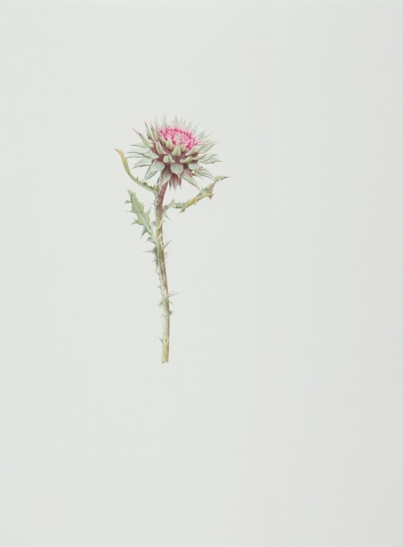 Distel - ALFREDO BARSUGLIA 