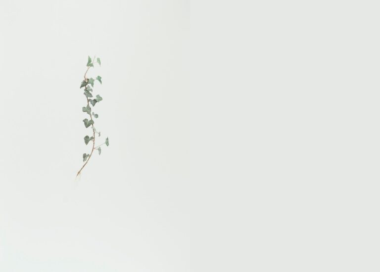Efeu - ALFREDO BARSUGLIA 