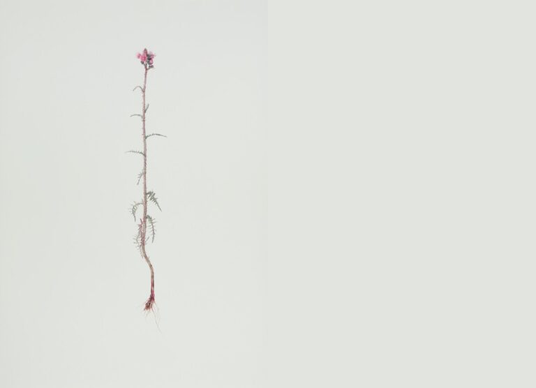 Distel - ALFREDO BARSUGLIA 