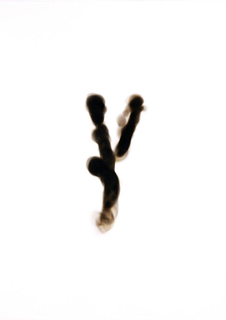 Chriyptography, Plant Archive - ANITA FUCHS 