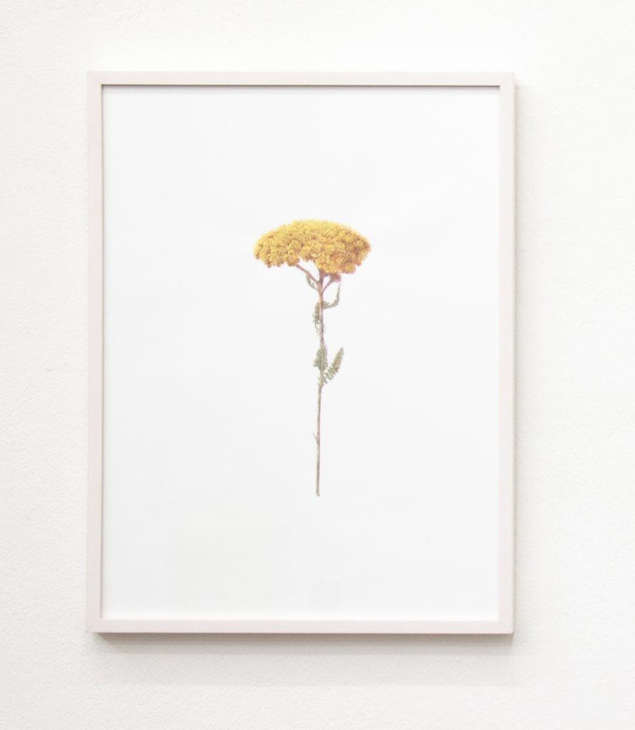 Blume - ALFREDO BARSUGLIA 