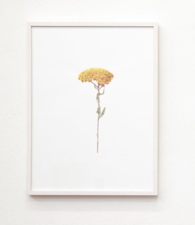 Blume - ALFREDO BARSUGLIA 