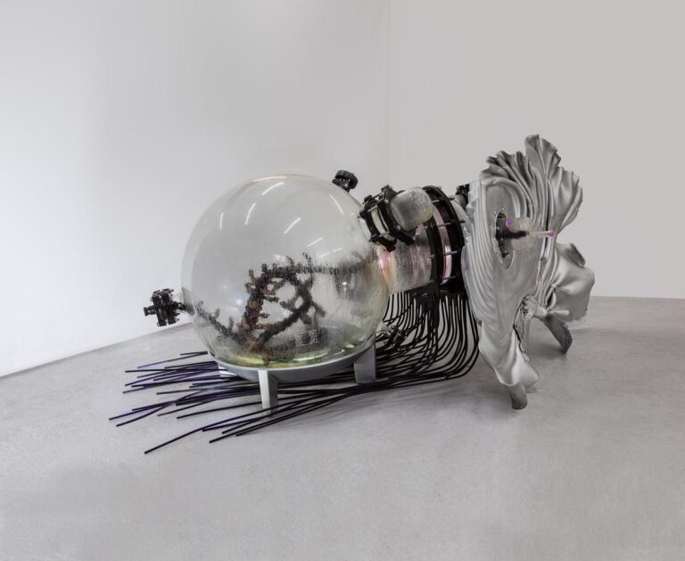 MOLLUSKUS - THOMAS FEUERSTEIN 