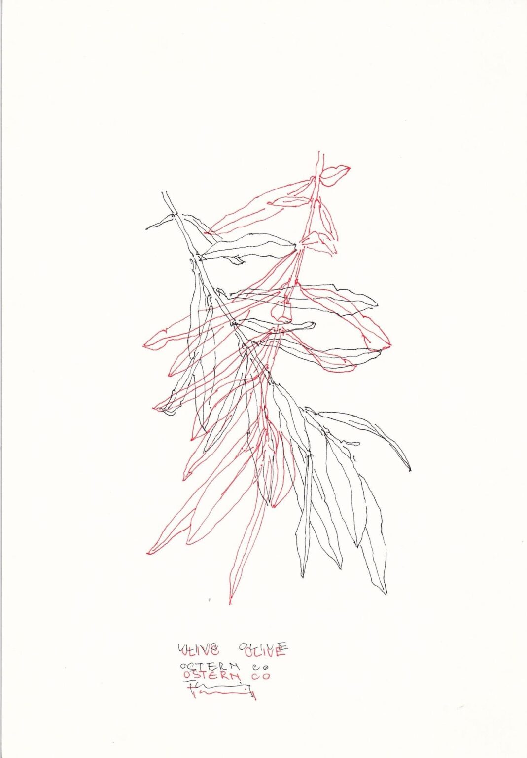 Ulive Olive - PAUL THUILE 