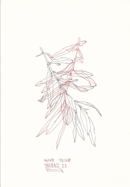 Ulive Olive - PAUL THUILE 