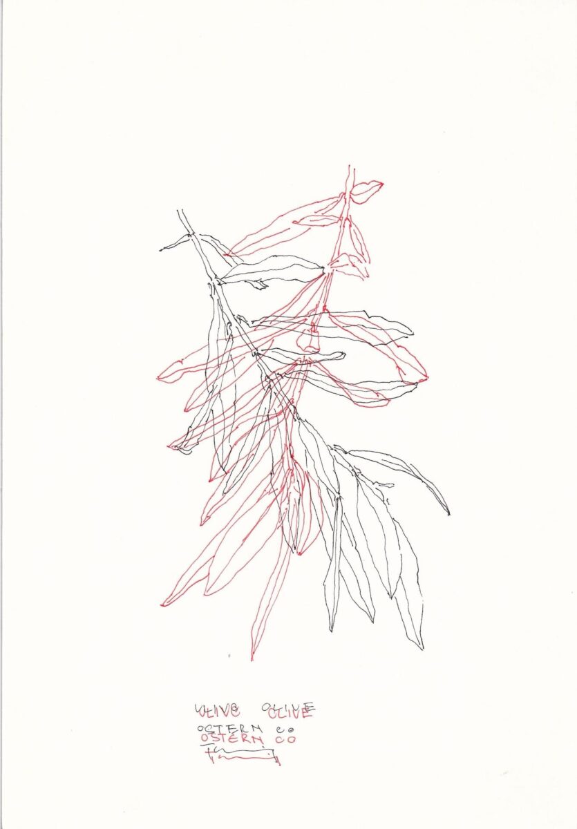 Ulive Olive - PAUL THUILE 