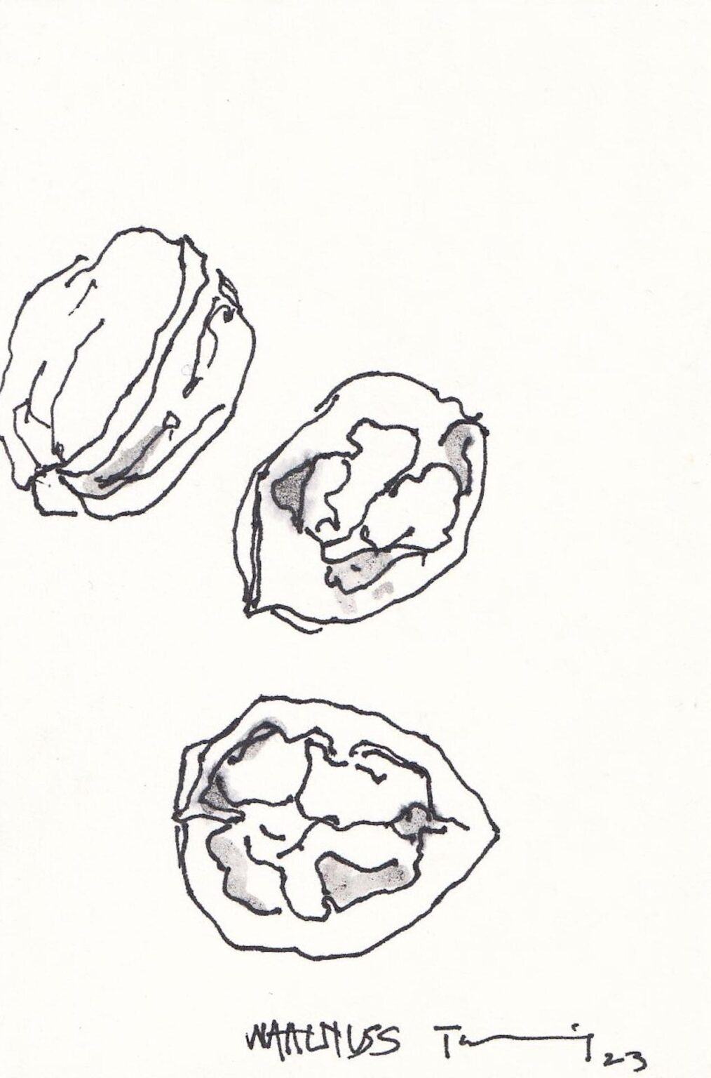 Walnuss - PAUL THUILE 