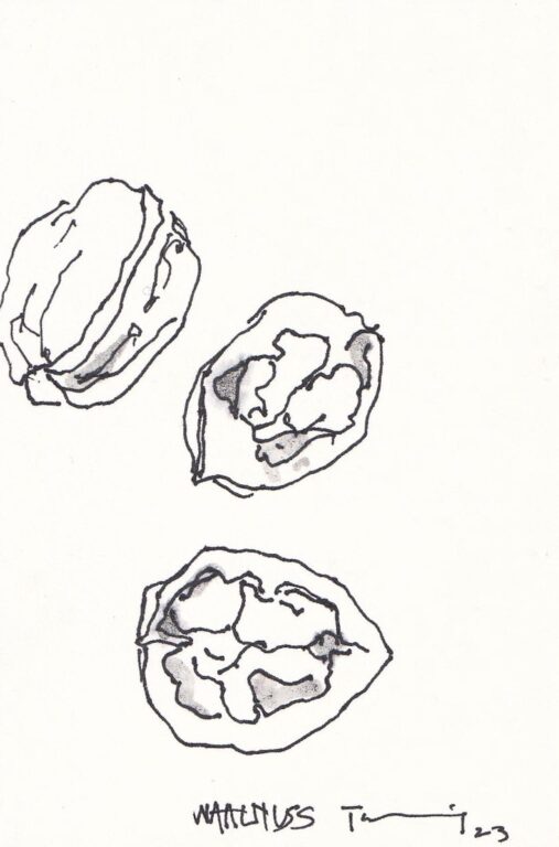 Walnuss - PAUL THUILE 