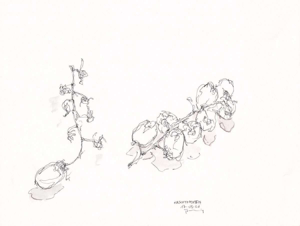Kirschtomaten - PAUL THUILE 