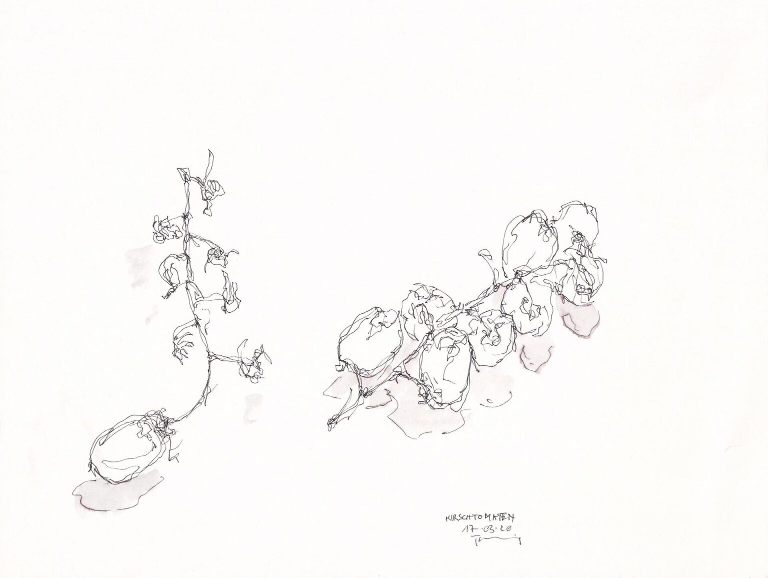 Kirschtomaten - PAUL THUILE 