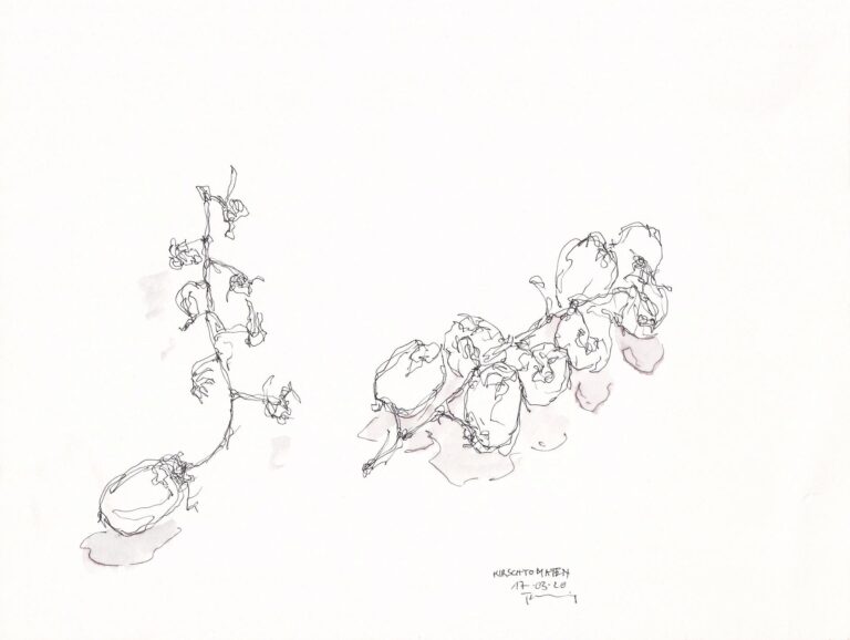 Kirschtomaten - PAUL THUILE 