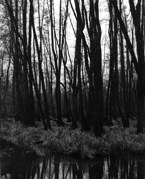 o. T . (aus der Serie „Oderbruch“) - Ingar Krauss 