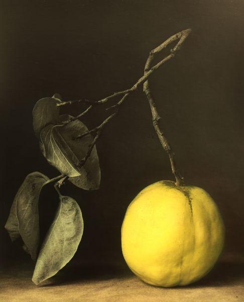 (14) o. T. - Ingar Krauss 