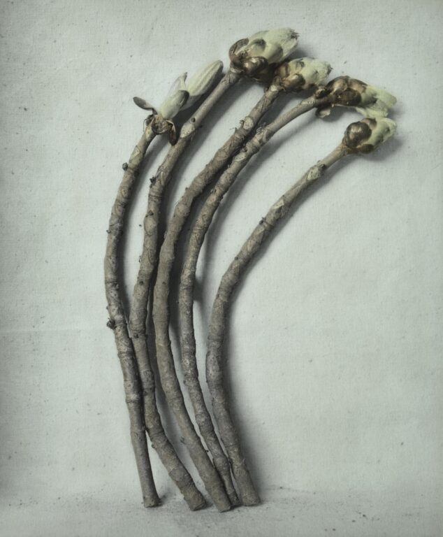 Kastanienknospen - Ingar Krauss 