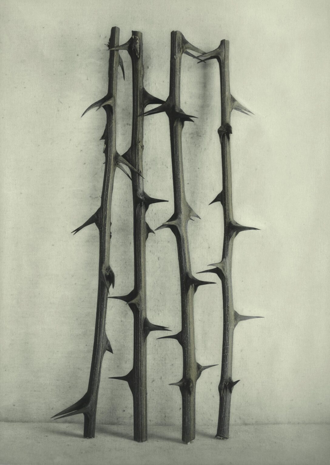 Robinienzweige - Ingar Krauss 