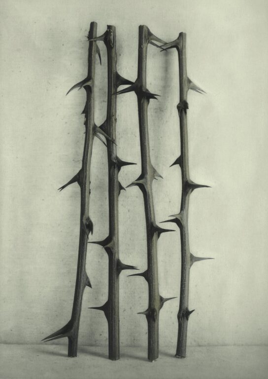 Robinienzweige - Ingar Krauss 