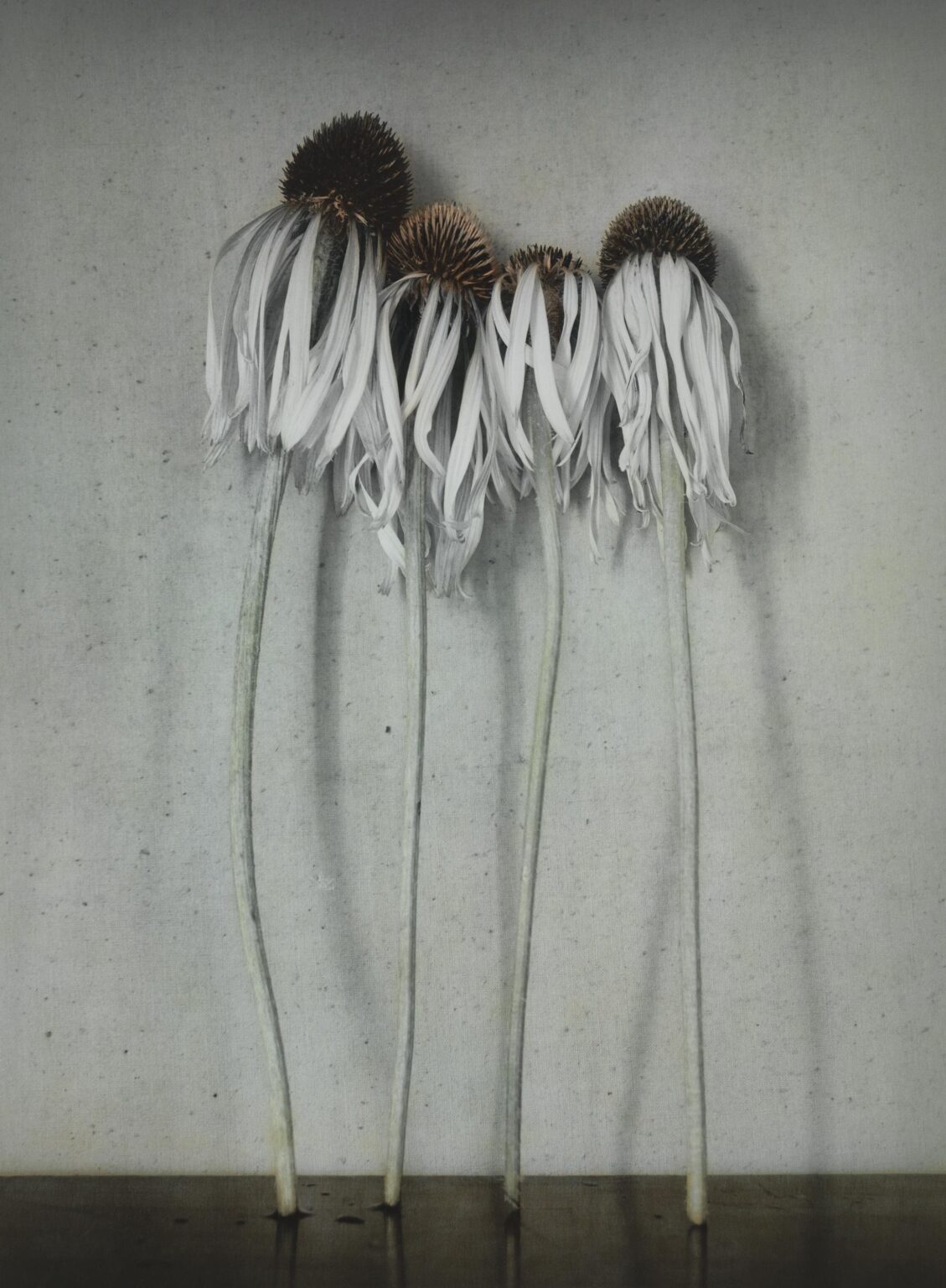 Sonnenhüte - Ingar Krauss 