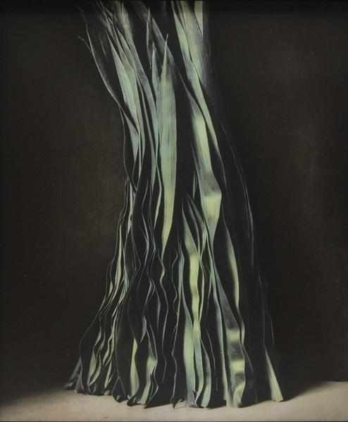 Maisblätter - Ingar Krauss 