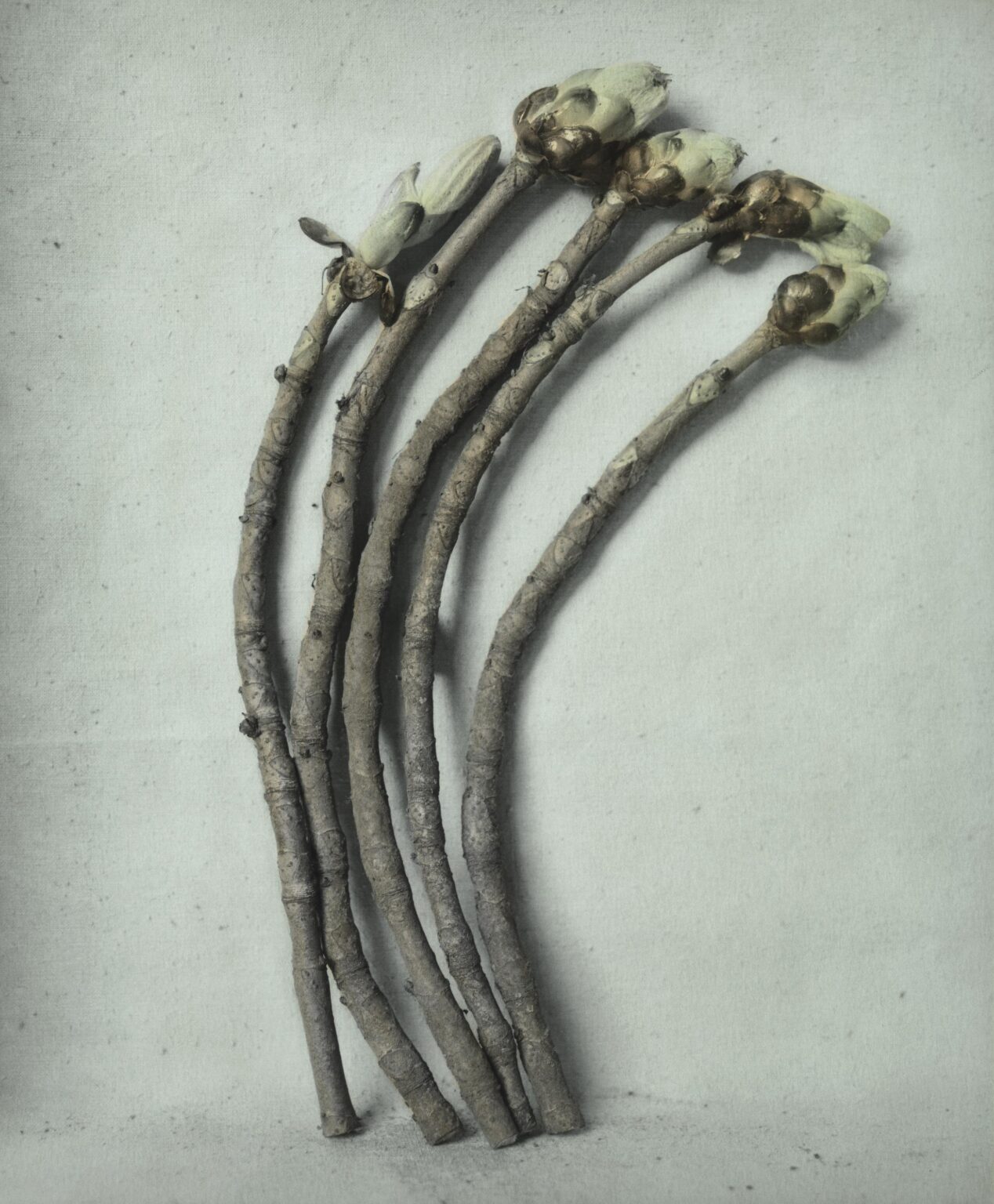 o. T. (Kastanienknospen) - Ingar Krauss 