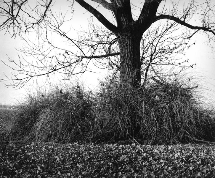 o. T . (aus der Serie „Oderbruch“) - Ingar Krauss 