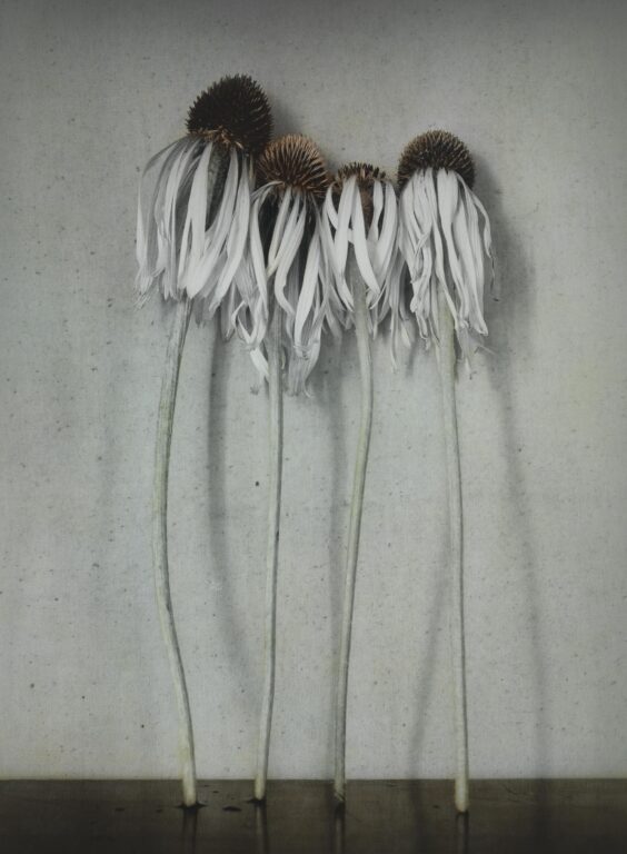 o. T. (Sonnenhüte) - Ingar Krauss 