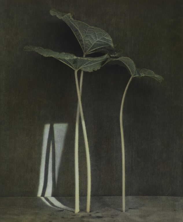 o. T. (Stockrosen) - Ingar Krauss 