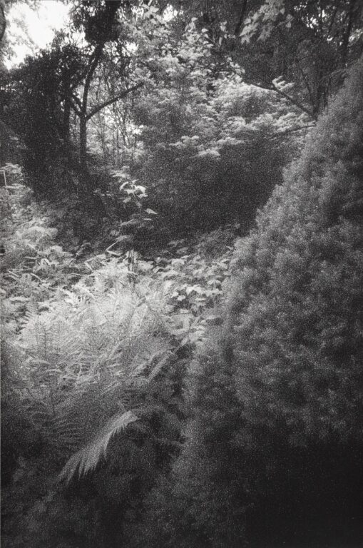 In Altenbourgs Garten IX - Ulrich Lindner 