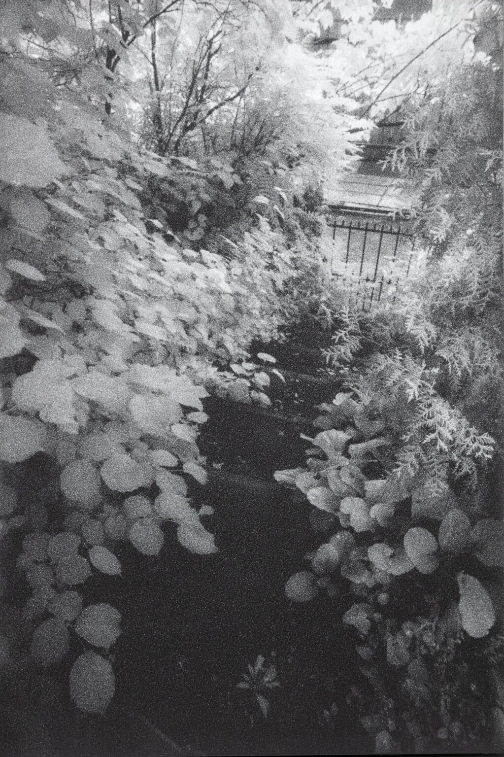In Altenbourgs Garten VI - Ulrich Lindner 
