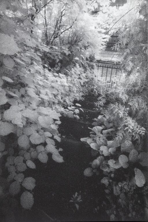 In Altenbourgs Garten VI - Ulrich Lindner 