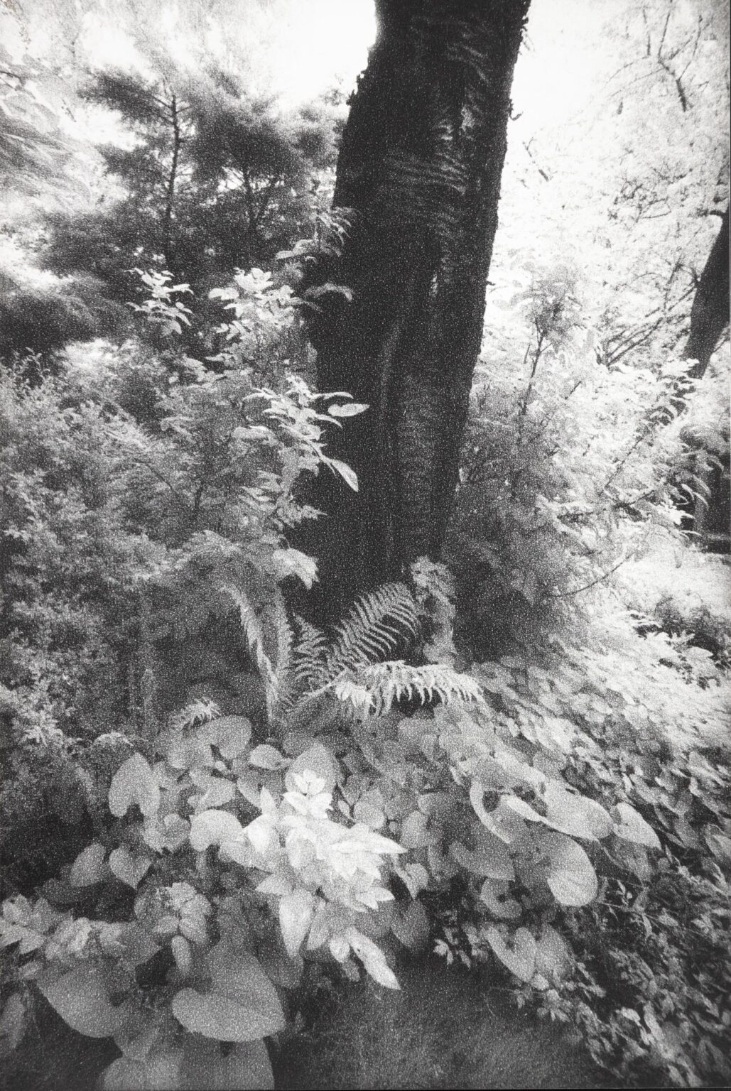 In Altenbourgs Garten VIII - Ulrich Lindner 
