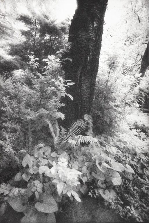 In Altenbourgs Garten VIII - Ulrich Lindner 