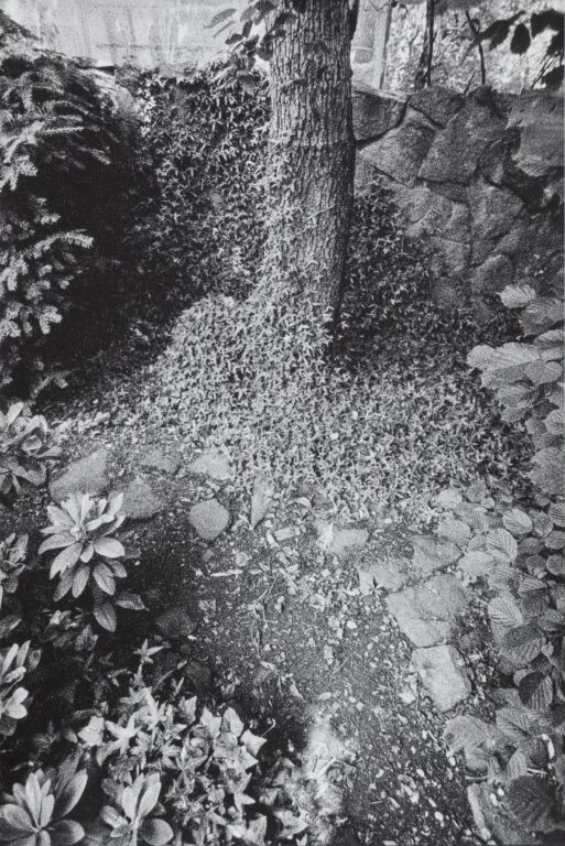 In Altenbourgs Garten V - Ulrich Lindner 