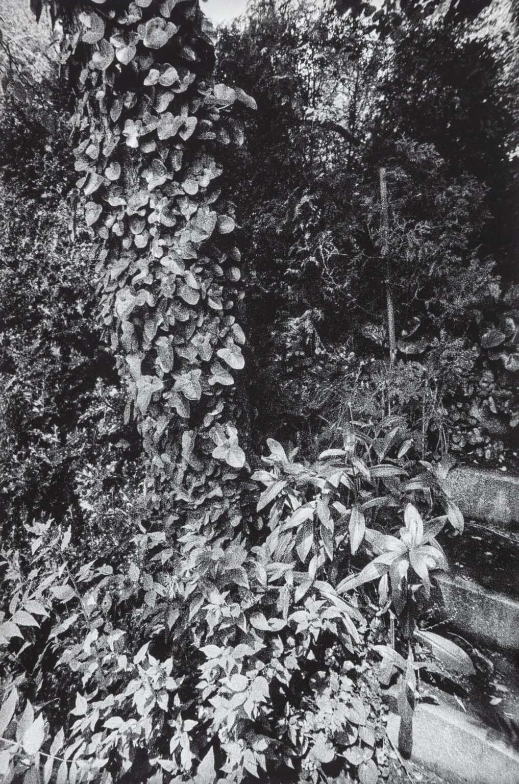 In Altenbourgs Garten III - Ulrich Lindner 