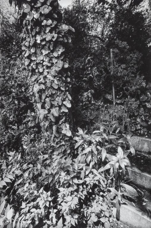 In Altenbourgs Garten III - Ulrich Lindner 