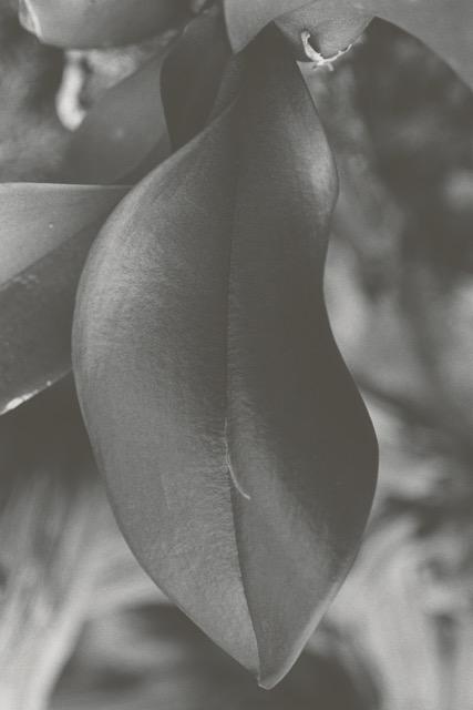 Blatt - Anouk Tschanz 