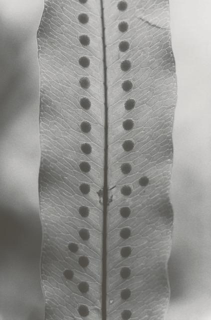 Blatt - Anouk Tschanz 