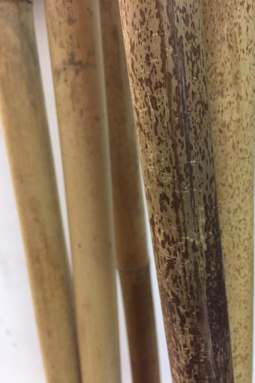 Screenshoot - Arquus 