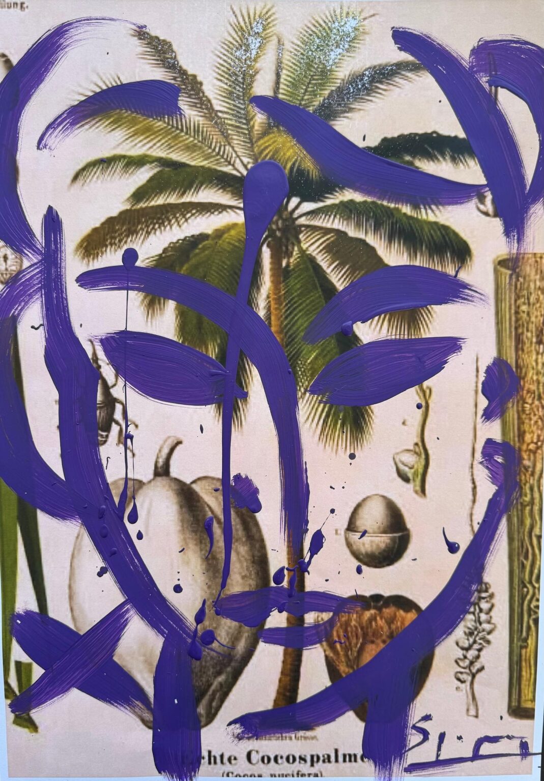 Face auf Cocospalme - Stefan Szczesny 