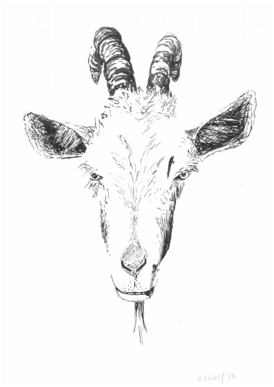 Wolf Geißlein - Henrik Schrat 