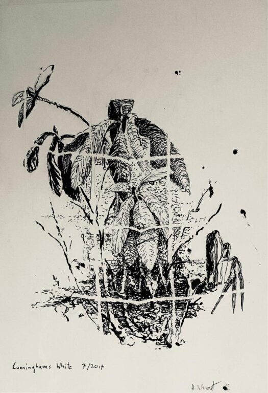 Cunnuhams White Band 3 / 244 - Henrik Schrat 