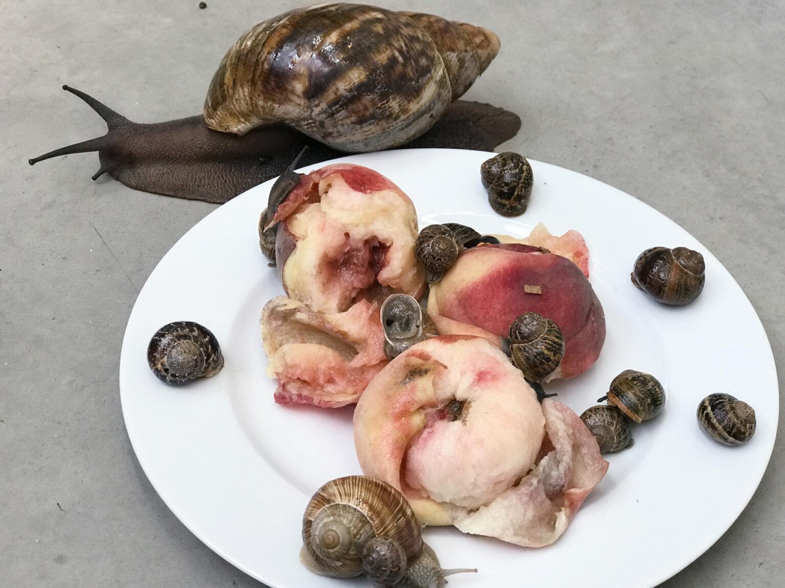 &ldquo;Leg, snails and peaches No.36, London&rdquo; - Juergen Teller 