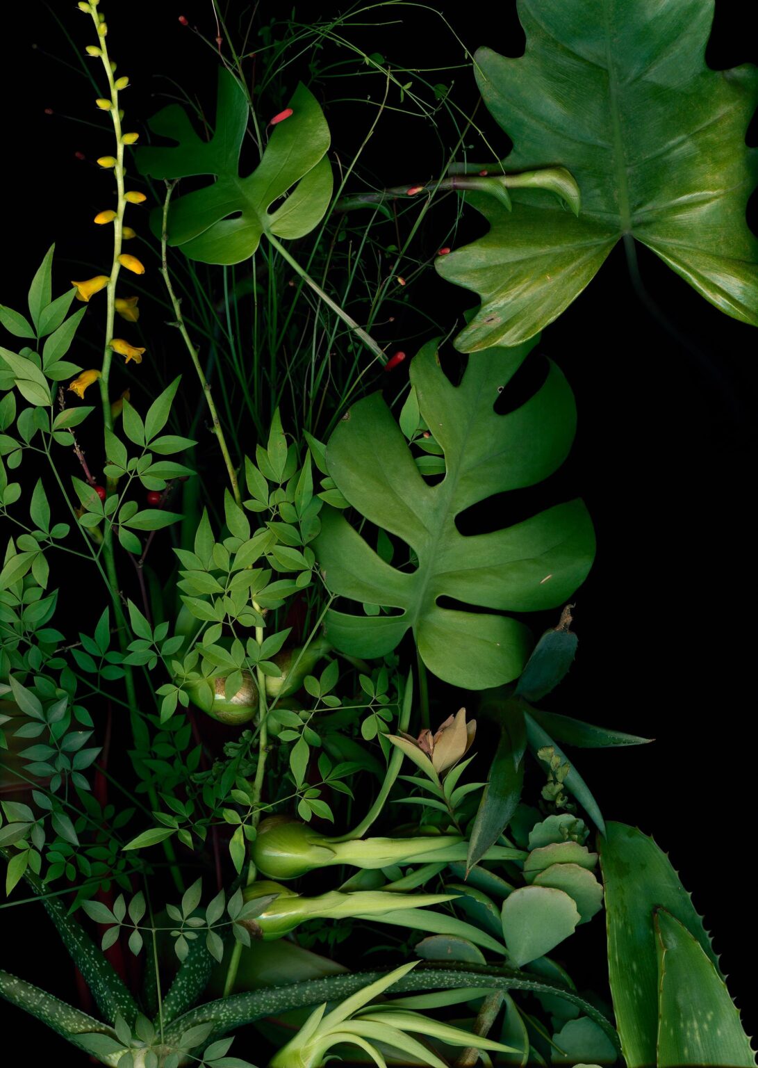 Jardim 4 - Luzia Simons 